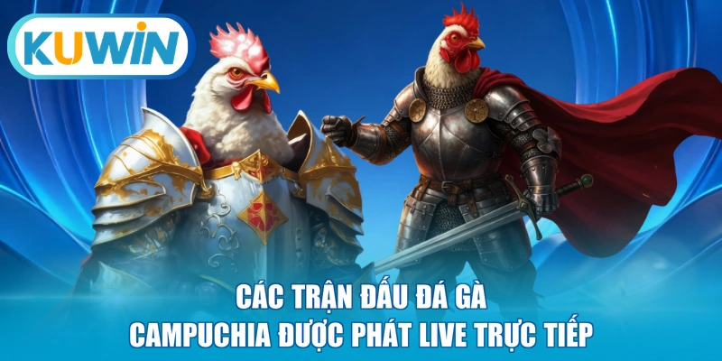 Các trận đấu đá gà Campuchia được phát live trực tiếp